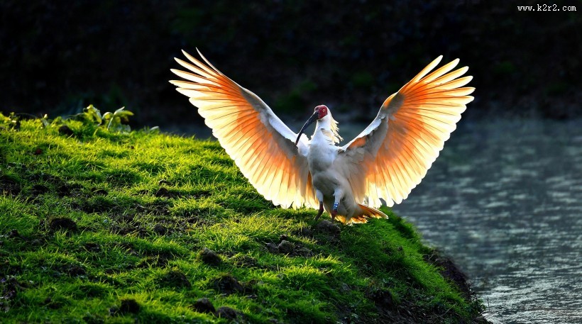 吉祥鸟朱鹮图片