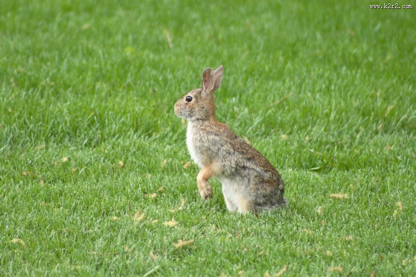 萌萌的灰兔图片