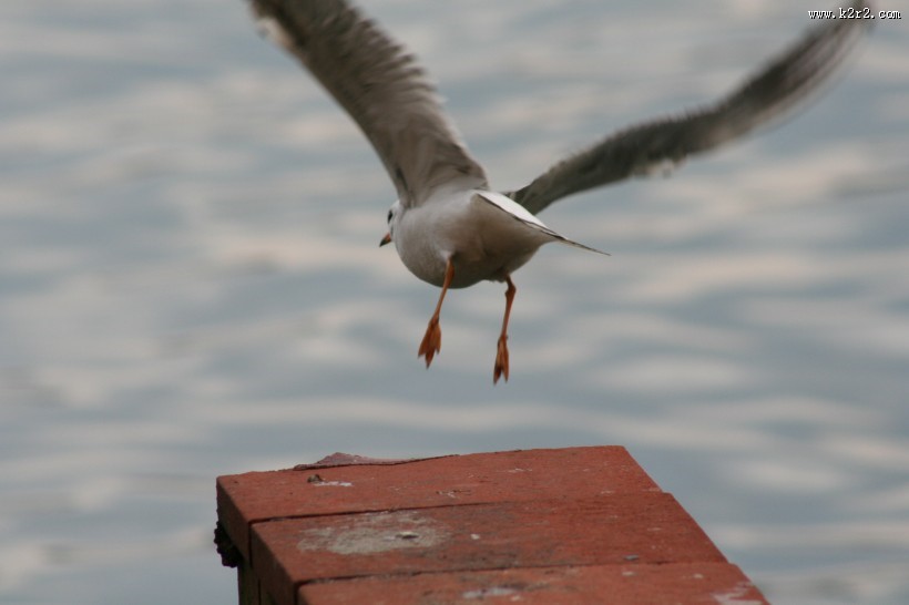 飞翔的海鸥图片