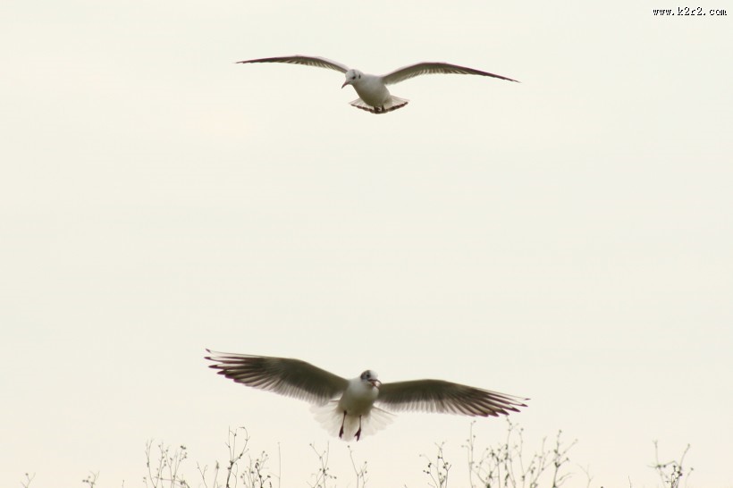飞翔的海鸥图片