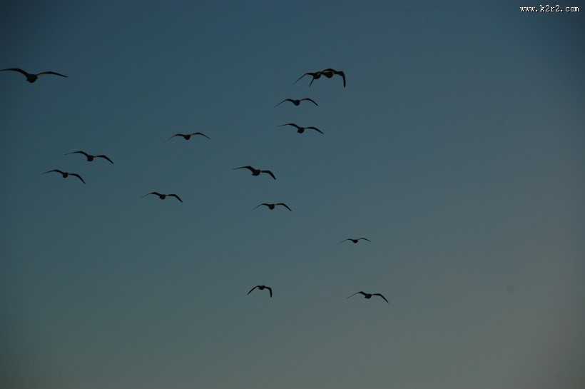 飞翔的海鸥图片