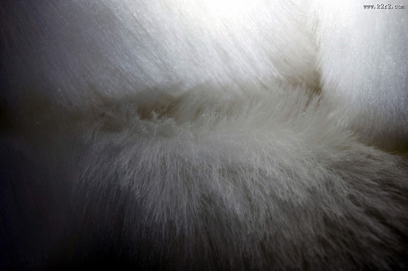 柔软的皮草图片大全