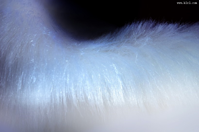 柔软的皮草图片大全