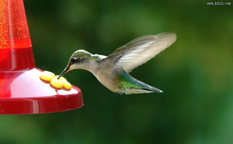 飞鸟采蜜吃食图片大全