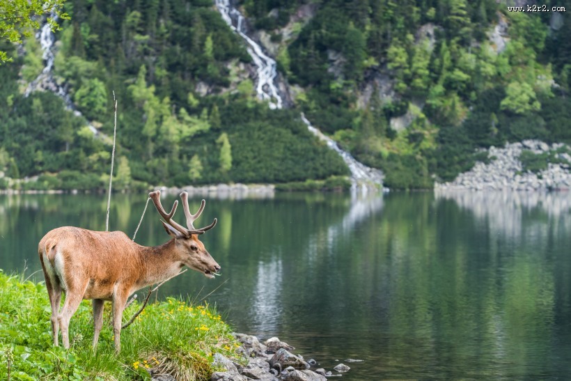 树林草地上的梅花鹿麋鹿图片