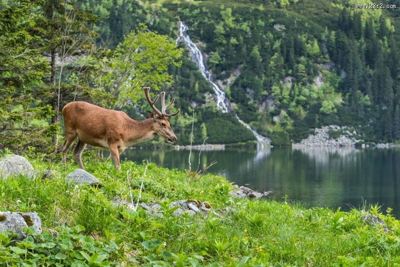 树林草地上的梅花鹿麋鹿图片