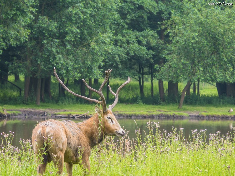 树林草地上的梅花鹿麋鹿图片