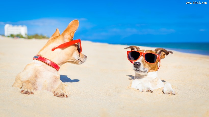 沙滩上可爱的狗狗图片