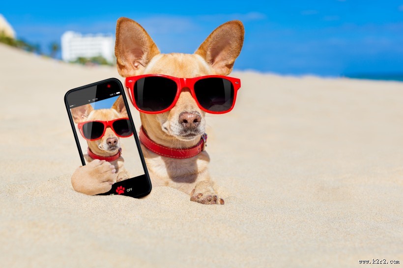 沙滩上可爱的狗狗图片