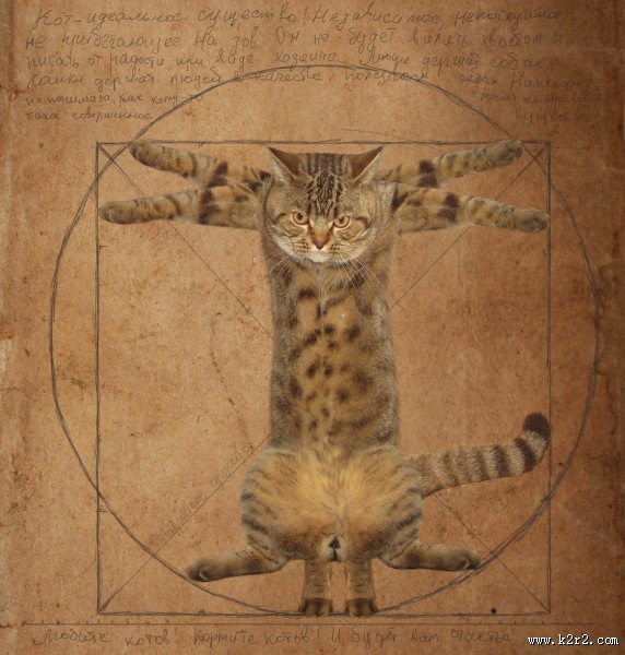 搞怪猫咪图片大全