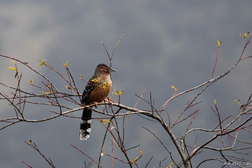 中型鸟类之眼纹噪鹛图片