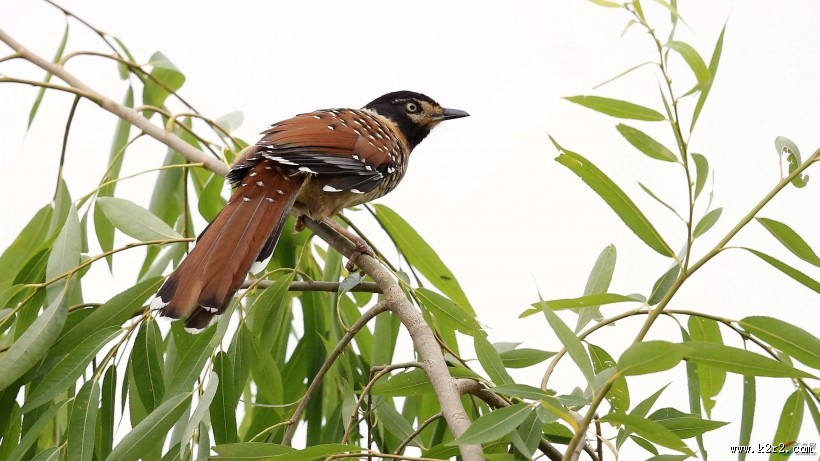 中型鸟类之眼纹噪鹛图片