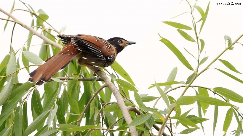 中型鸟类之眼纹噪鹛图片