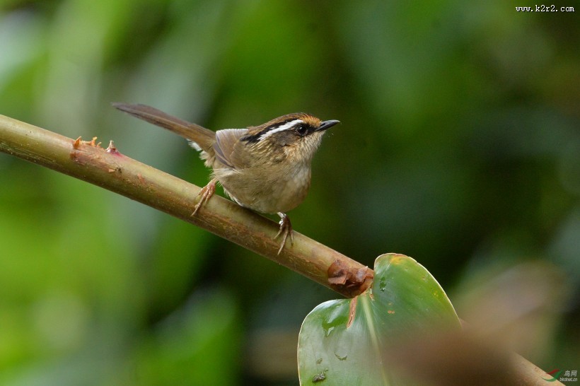 小型鸟类之褐胁雀鹛图片