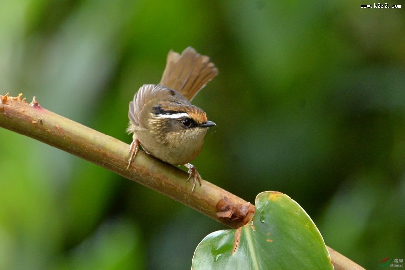 小型鸟类之褐胁雀鹛图片