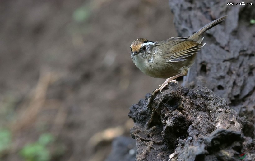 小型鸟类之褐胁雀鹛图片