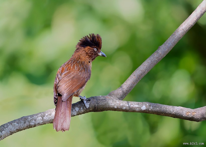 具有研究价值的条纹噪鹛图片大全