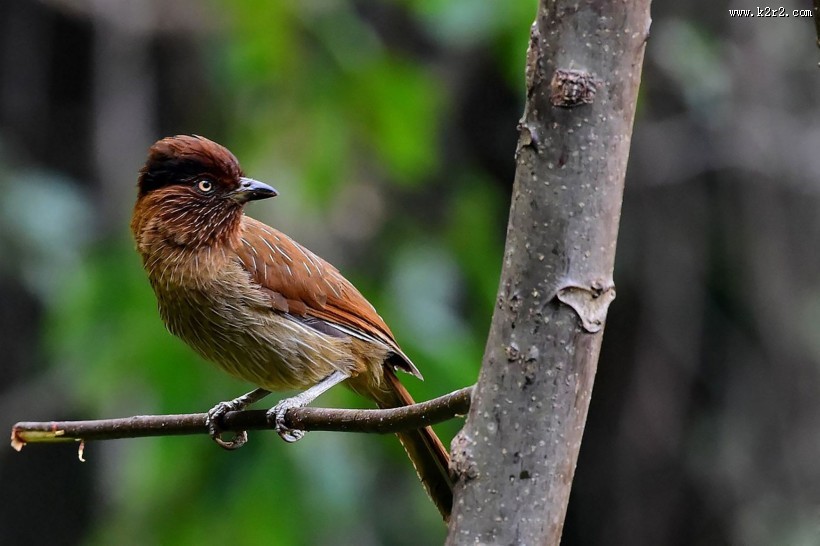 具有研究价值的条纹噪鹛图片大全