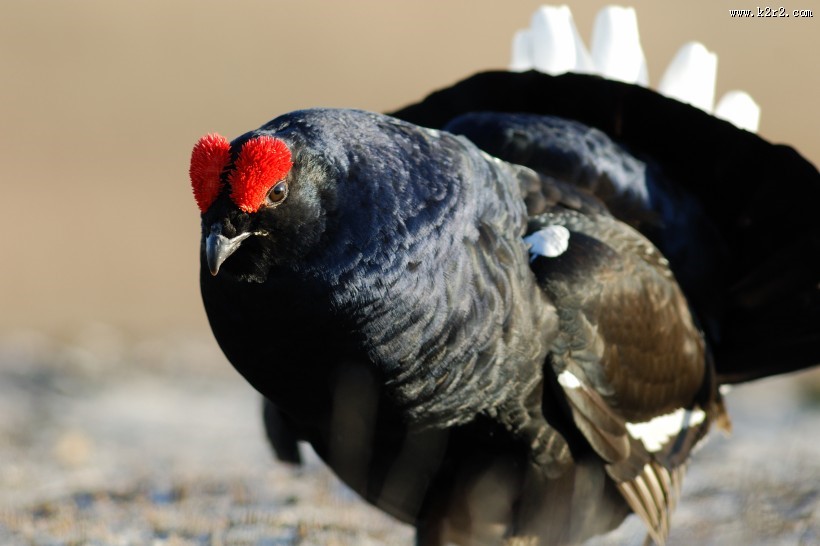 野鸡动物摄影图片大全