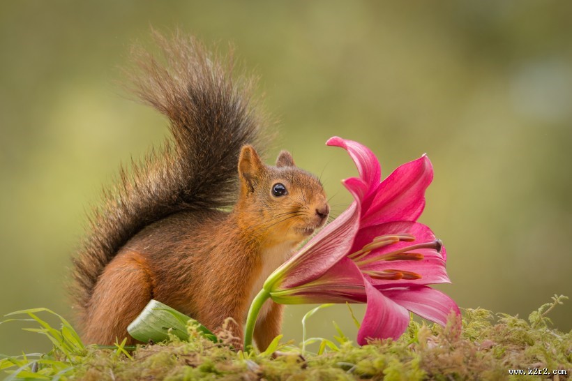 可爱的松鼠动物图片大全