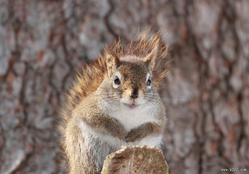 可爱的松鼠动物图片大全