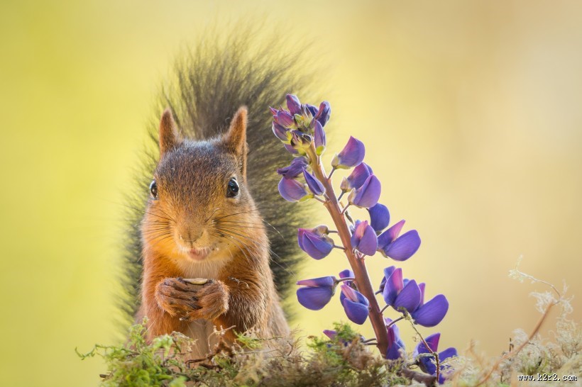 可爱的松鼠动物图片大全