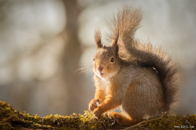 可爱的松鼠动物图片大全