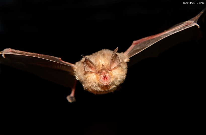 可怕的吸血蝙蝠图片
