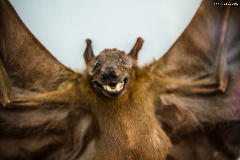 可怕的吸血蝙蝠图片