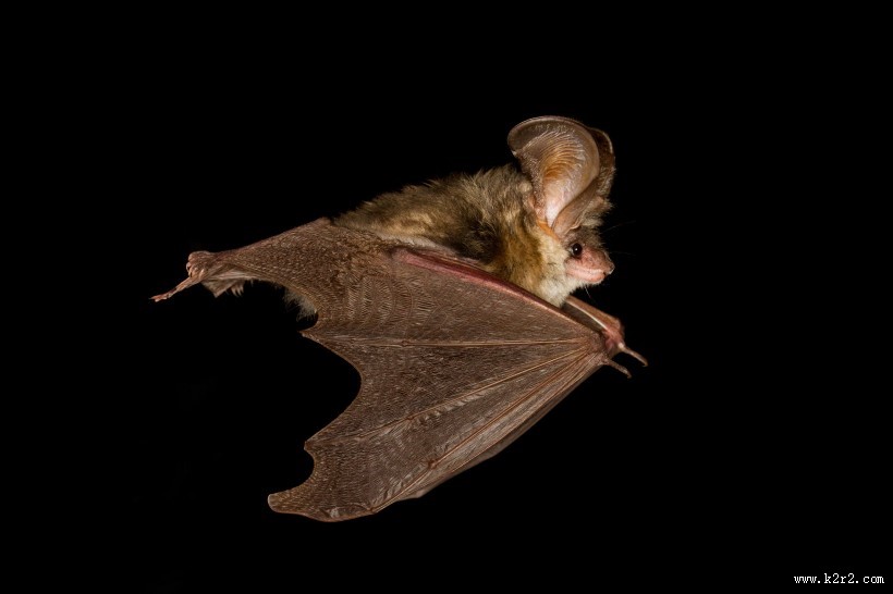 可怕的吸血蝙蝠图片