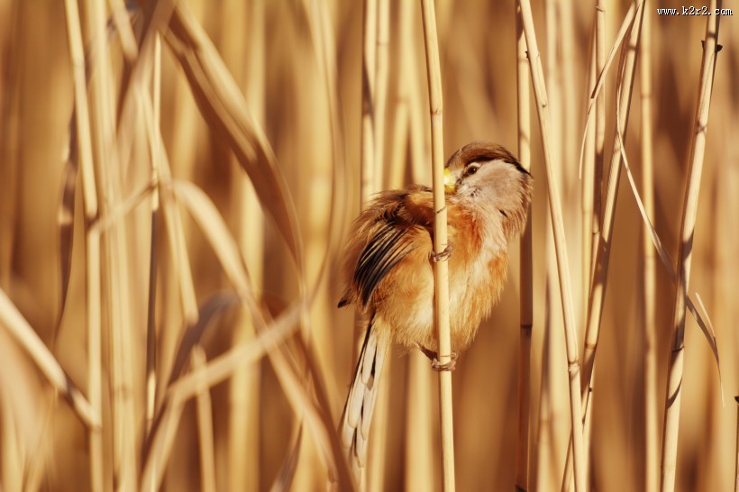 震旦鸦雀图片大全