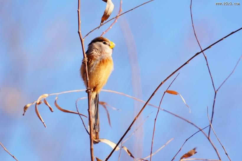 震旦鸦雀图片大全