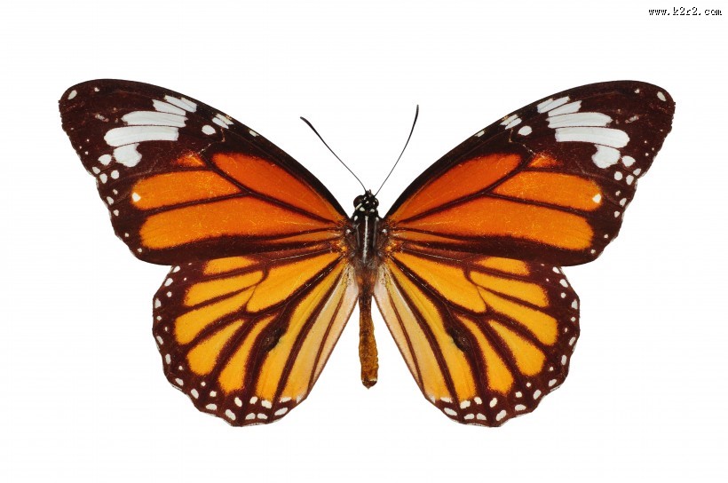 漂亮彩色的蝴蝶图片