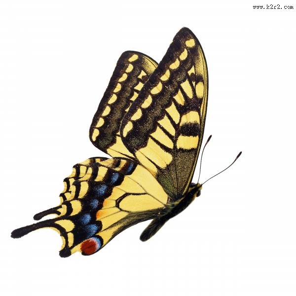 漂亮彩色的蝴蝶图片