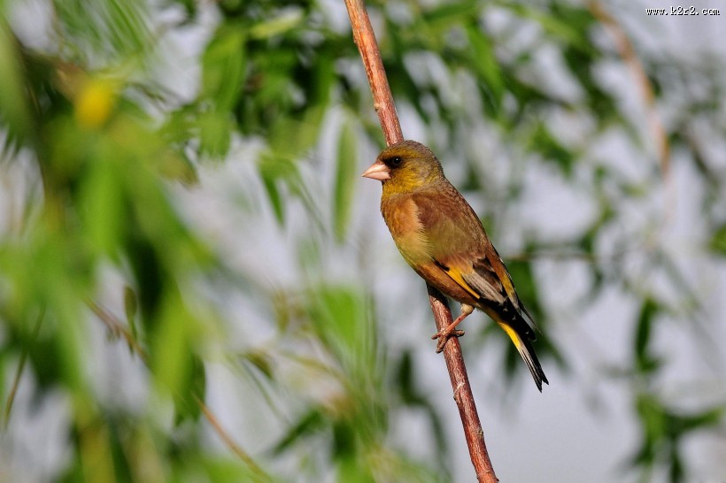 醒目的金翅雀图片大全