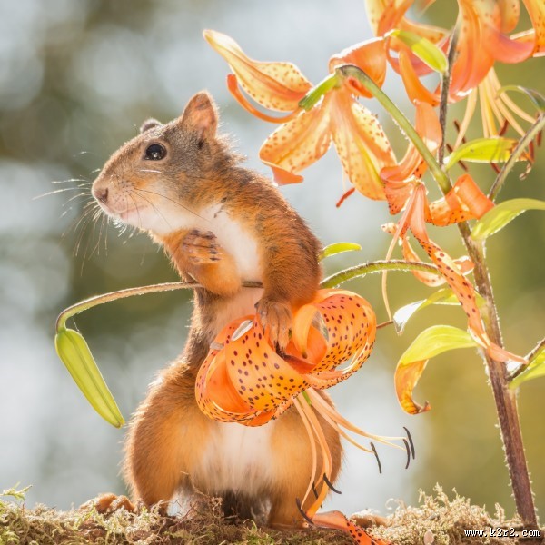 机灵可爱的松鼠图片大全