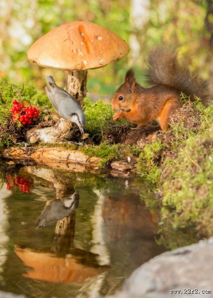 机灵可爱的松鼠图片大全