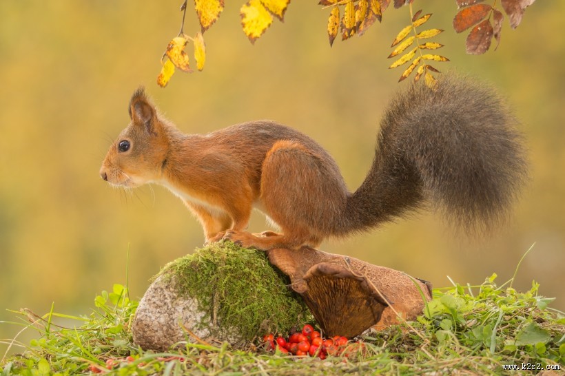 机灵可爱的松鼠图片大全