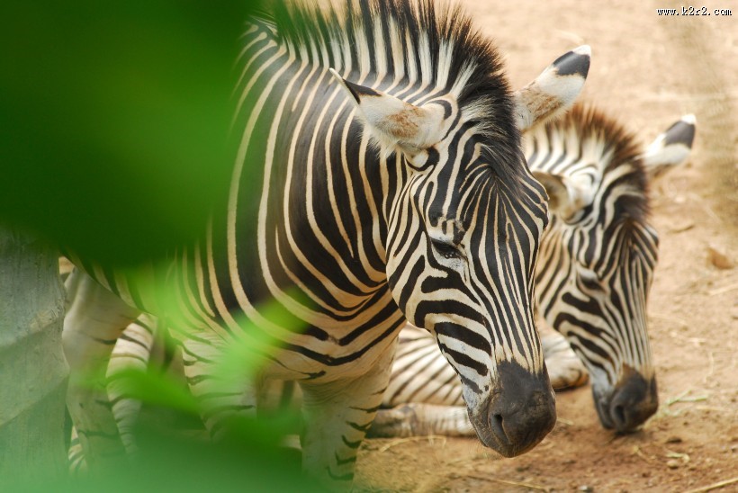 草地上的斑马图片