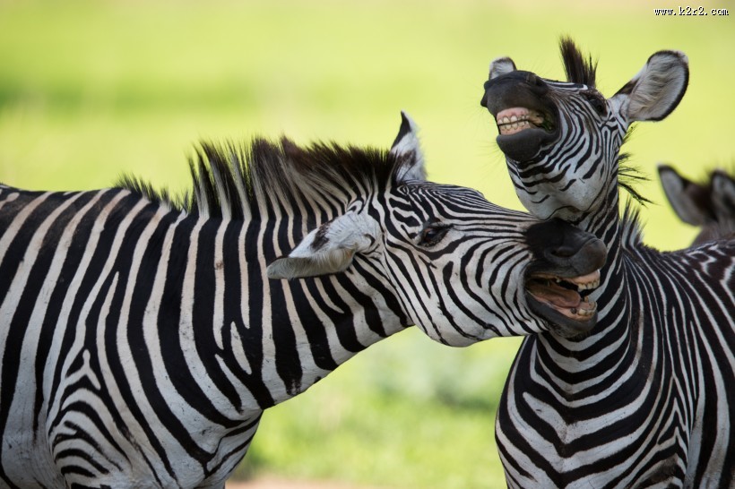 草地上的斑马图片
