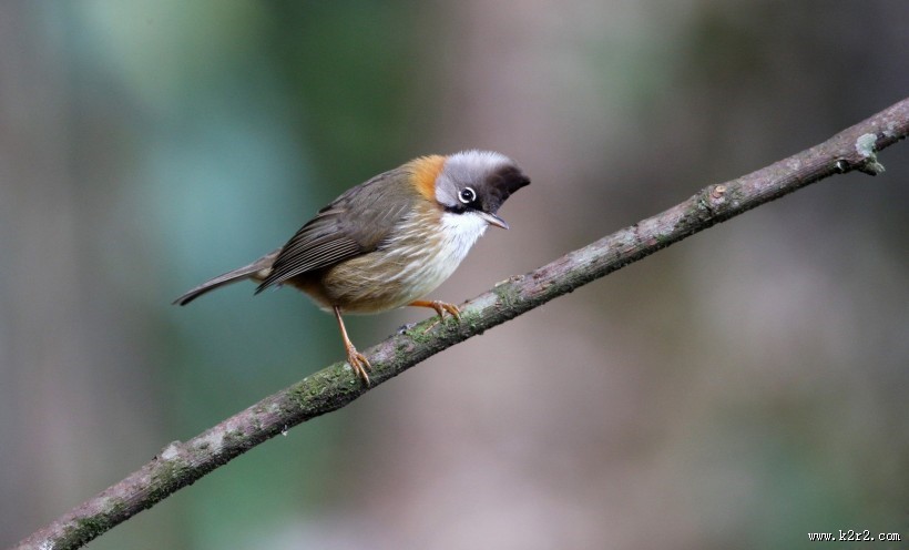 头顶尖角的黄颈凤鹛图片大全