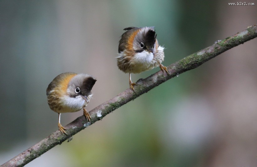 头顶尖角的黄颈凤鹛图片大全