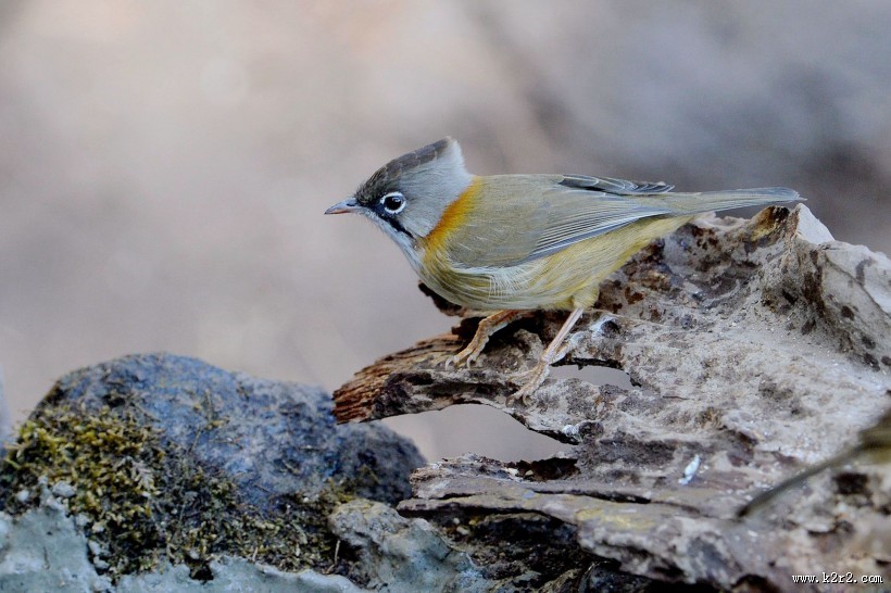 头顶尖角的黄颈凤鹛图片大全