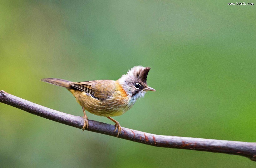 头顶尖角的黄颈凤鹛图片大全