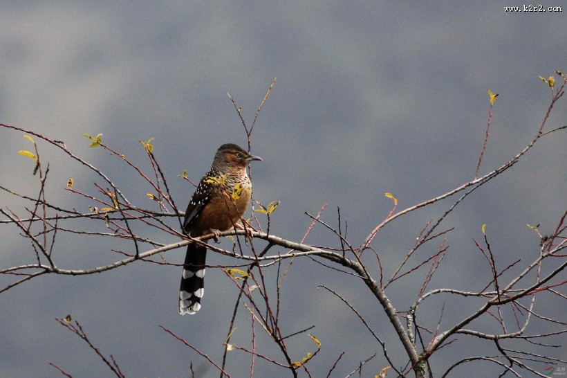 中型鸟类之眼纹噪鹛图片