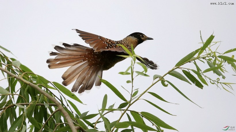 中型鸟类之眼纹噪鹛图片