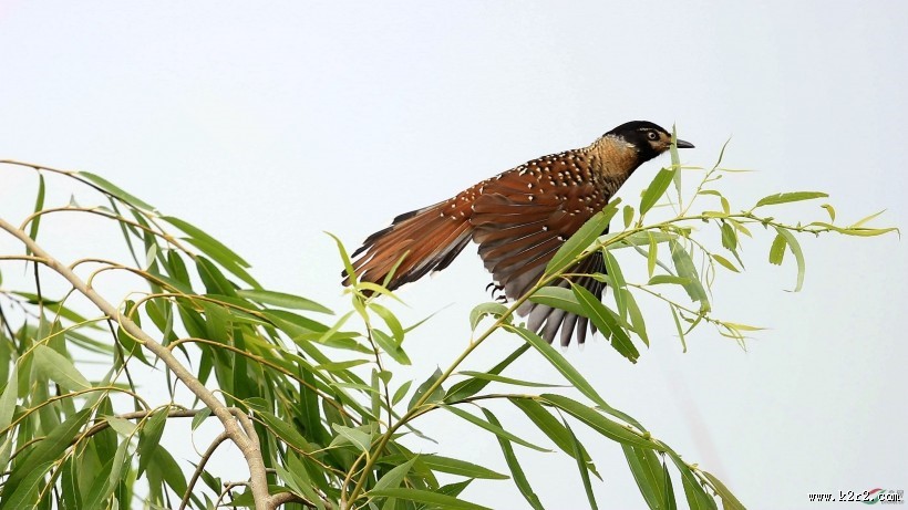 中型鸟类之眼纹噪鹛图片