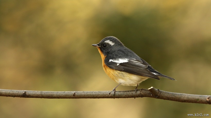 鸲姬鹟图片大全