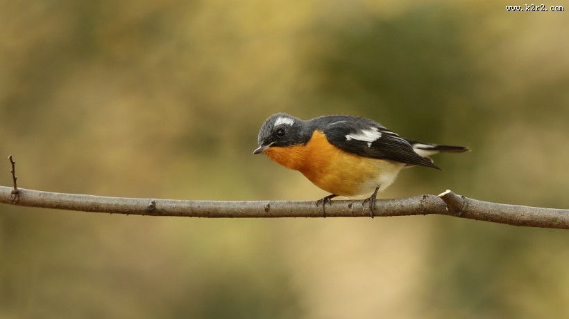 鸲姬鹟图片大全
