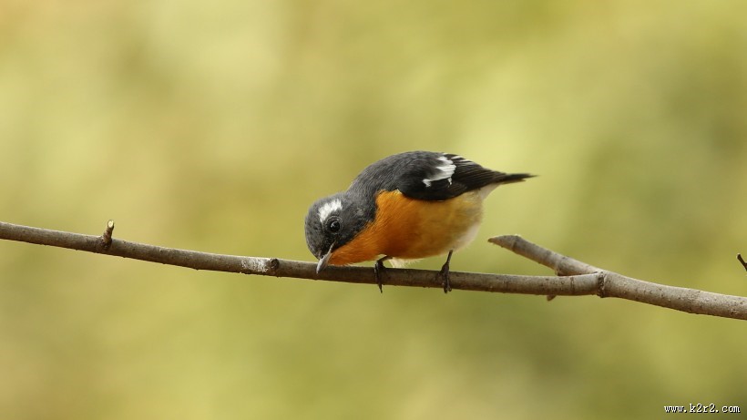 鸲姬鹟图片大全